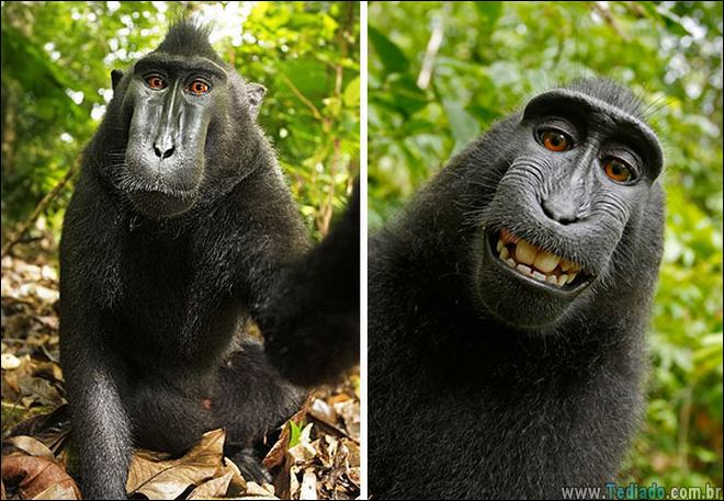 26 Selfies de animais que o farão sorrir 22