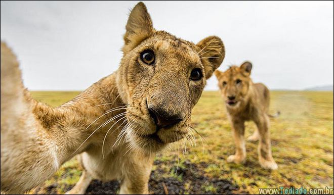 26 Selfies de animais que o farão sorrir 24