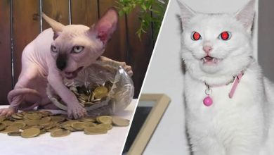23 fotos que prova que os gatos são realmente demônios 23