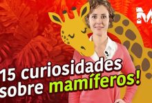 15 curiosidades sobre mamíferos 46
