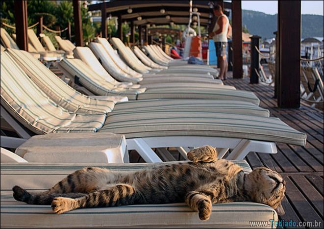 23 gatos que ama o sol mais do que qualquer coisa 21