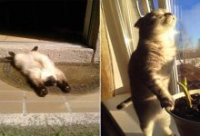 23 gatos que ama o sol mais do que qualquer coisa 13