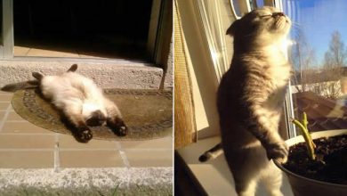 23 gatos que ama o sol mais do que qualquer coisa 27