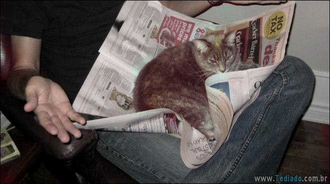 15 gatos e cães que não deixa seus seres humanos sozinhos - animais de estimação 15 gatos e cães que não deixa seus seres humanos sozinhos