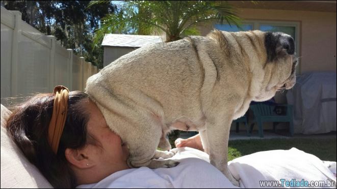15 gatos e cães que não deixa seus seres humanos sozinhos - animais de estimação 15 gatos e cães que não deixa seus seres humanos sozinhos