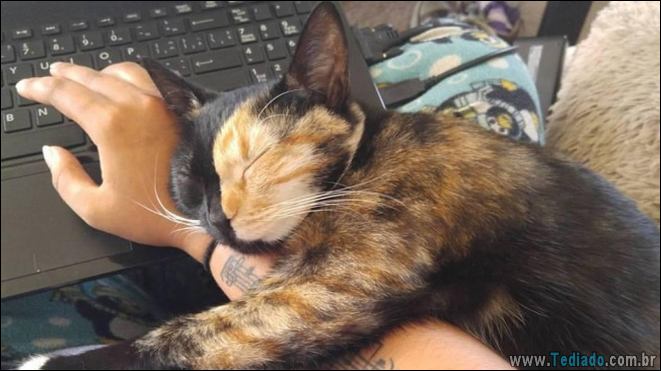 15 gatos e cães que não deixa seus seres humanos sozinhos - animais de estimação 15 gatos e cães que não deixa seus seres humanos sozinhos