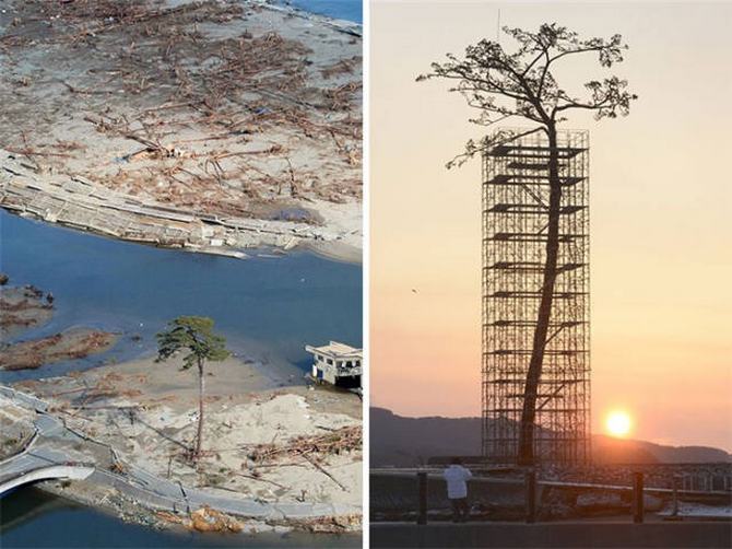 30 árvores que se recusam a morrer, não importa o que acontece 4