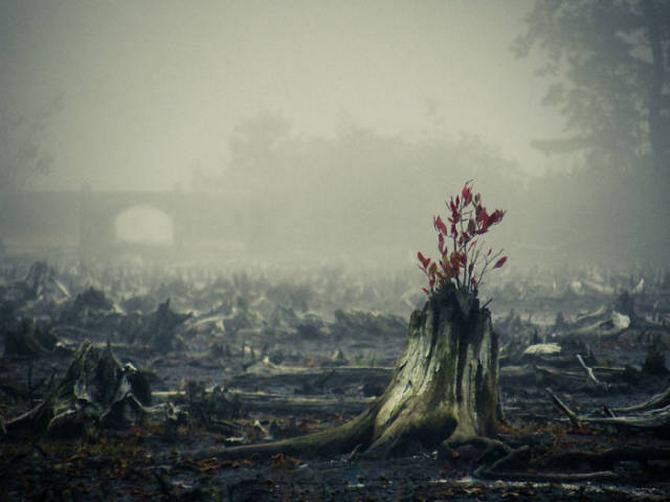 30 árvores que se recusam a morrer, não importa o que acontece 16
