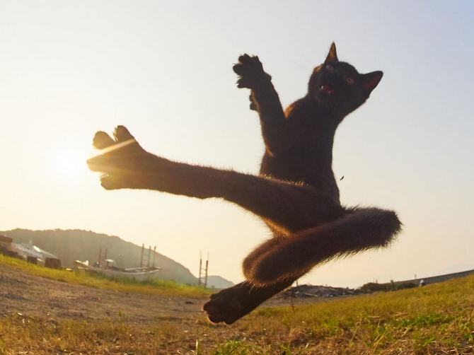 25 gatos que sabe a arte ninja 6