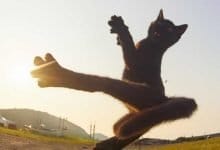 25 gatos que sabe a arte ninja 14