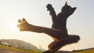 25 gatos que sabe a arte ninja 23