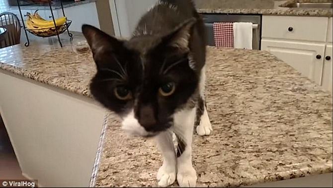 8 gatos únicos na Internet - gato