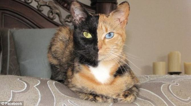 8 gatos únicos na Internet - gato