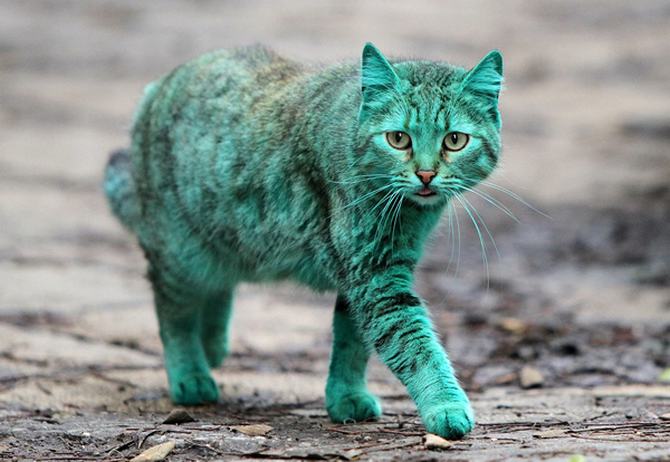 8 gatos únicos na Internet - gato