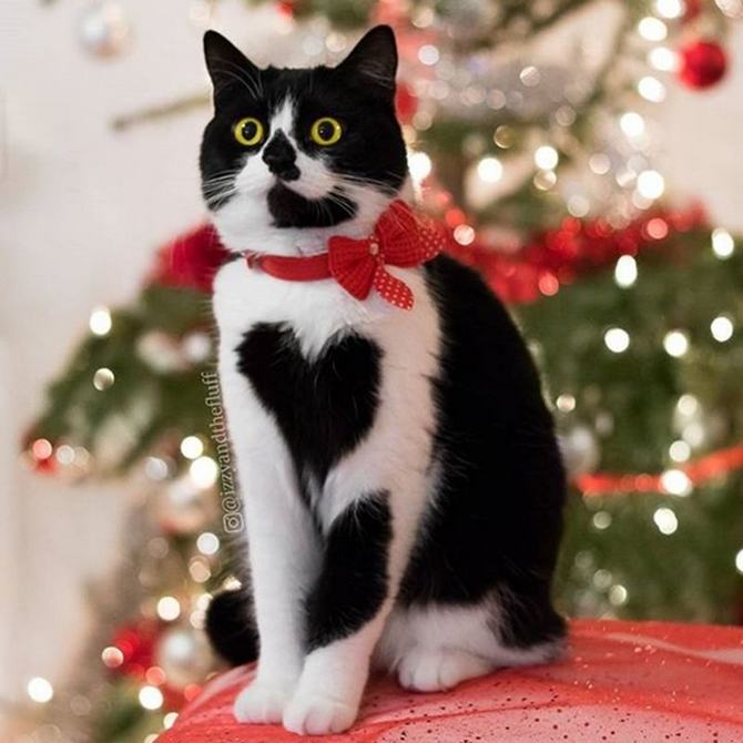 8 gatos únicos na Internet - gato