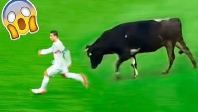 7 invasões de animais em jogo de futebol 4