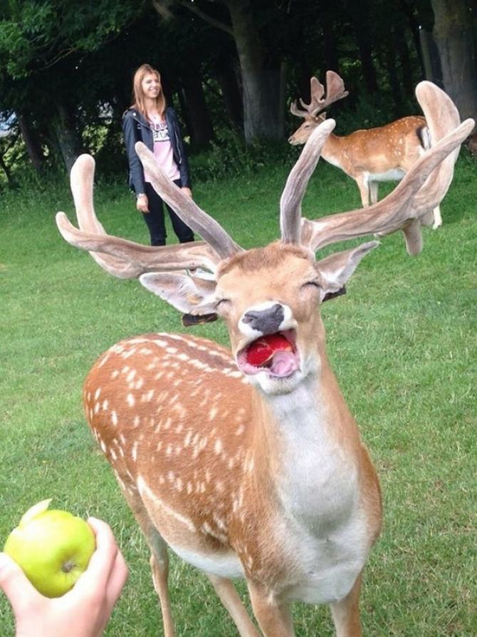 22 fotos que vão trazer um sorriso para o seu rosto mesmo se você estiver tendo um dia ruim 7