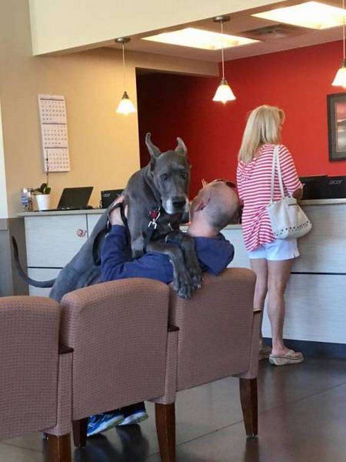 Cachorros realmente não gosta de ir ao veterinário (35 fotos) 2