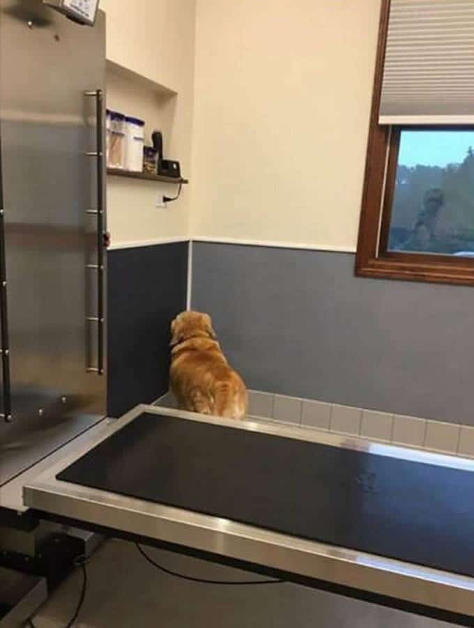 Cachorros realmente não gosta de ir ao veterinário (35 fotos) 5