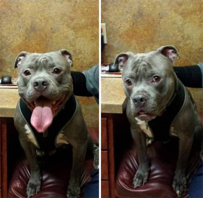 Cachorros realmente não gosta de ir ao veterinário (35 fotos) 15