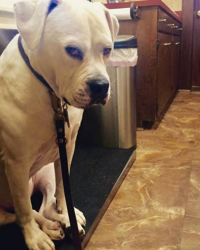 Cachorros realmente não gosta de ir ao veterinário (35 fotos) 16