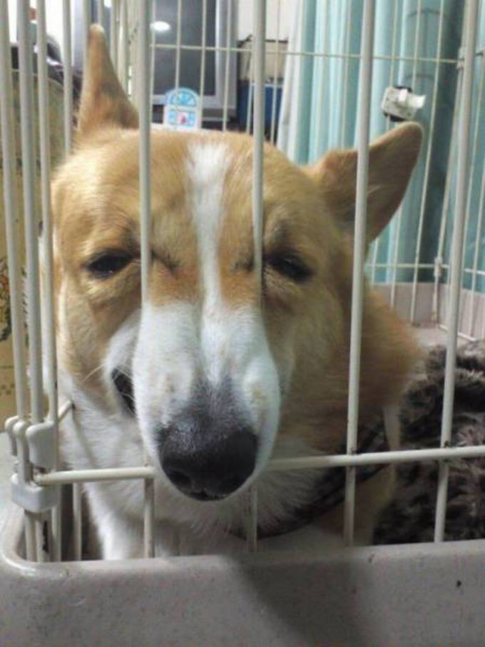 Cachorros realmente não gosta de ir ao veterinário (35 fotos) 26