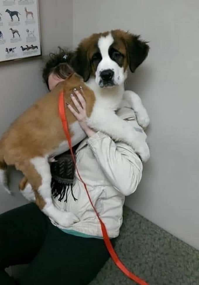 Cachorros realmente não gosta de ir ao veterinário (35 fotos) 27