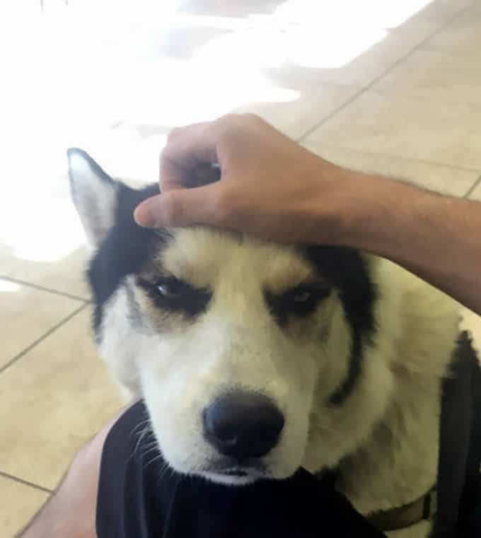 Cachorros realmente não gosta de ir ao veterinário (35 fotos) 29