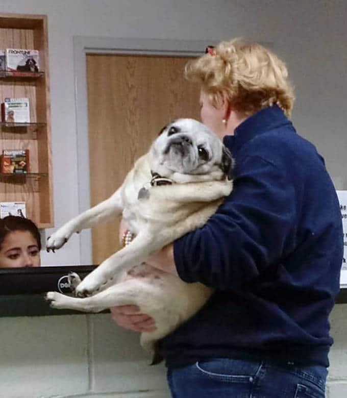 Cachorros realmente não gosta de ir ao veterinário (35 fotos) 30