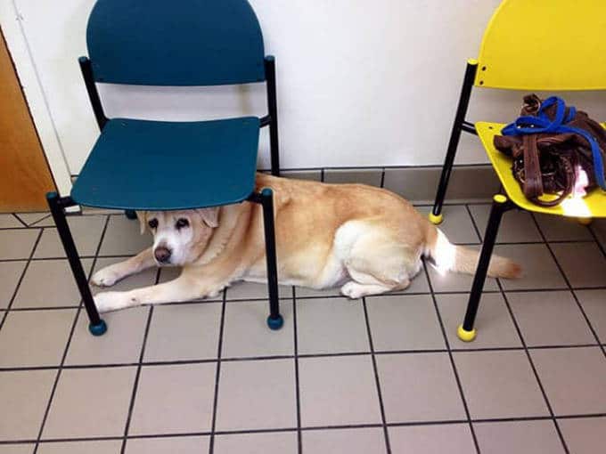 Cachorros realmente não gosta de ir ao veterinário (35 fotos) 32