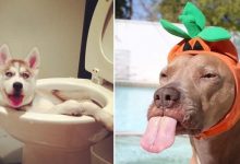 14 fotos divertidas que mostram que os animais de estimação nasceram para desfrutar da vida 24