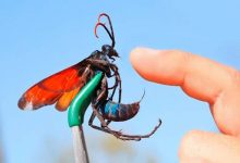 10 ferroadas de insetos mais dolorosas do mundo 10