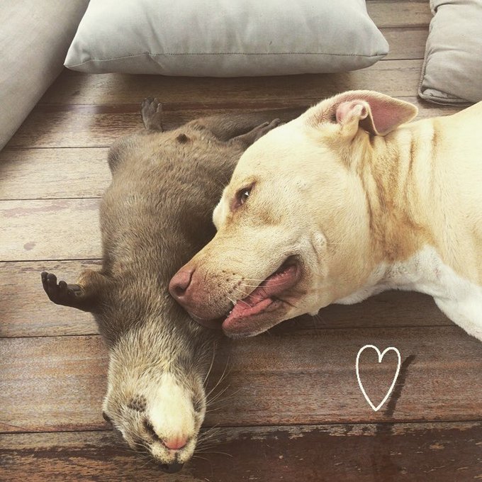14 amizades animais incomuns que poderiam derreter o coração de qualquer pessoa 12
