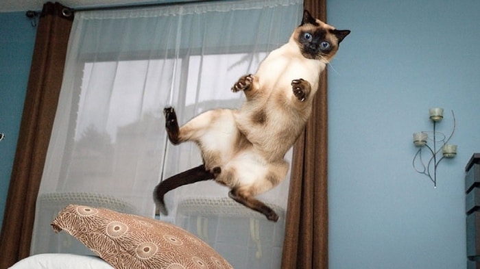 31 fotos provando que os gatos são criaturas hilariantes 24