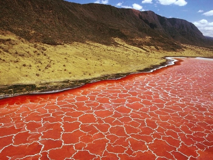 A superfície do Lago Natron na Tanzânia parece um padrão de pele de girafa, não é?