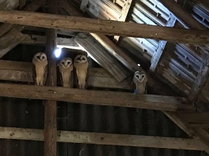 Um amigo meu tinha essa família de corujas em seu celeiro