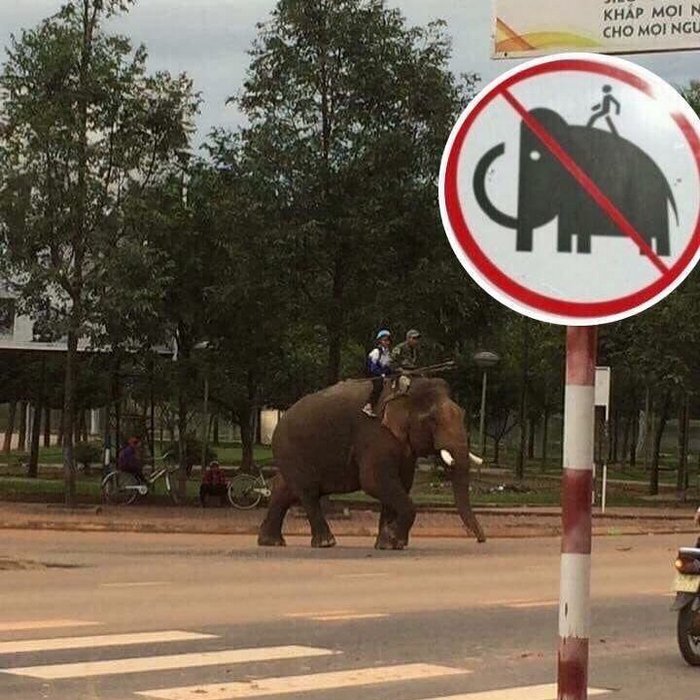 Espere, eles estão sentados no elefante, não é proibido