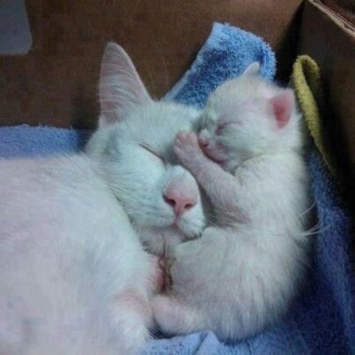 Dormir com a mamãe é melhor coisa do mundo