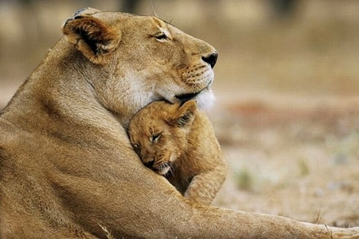 Os abraços da mãe são os melhores