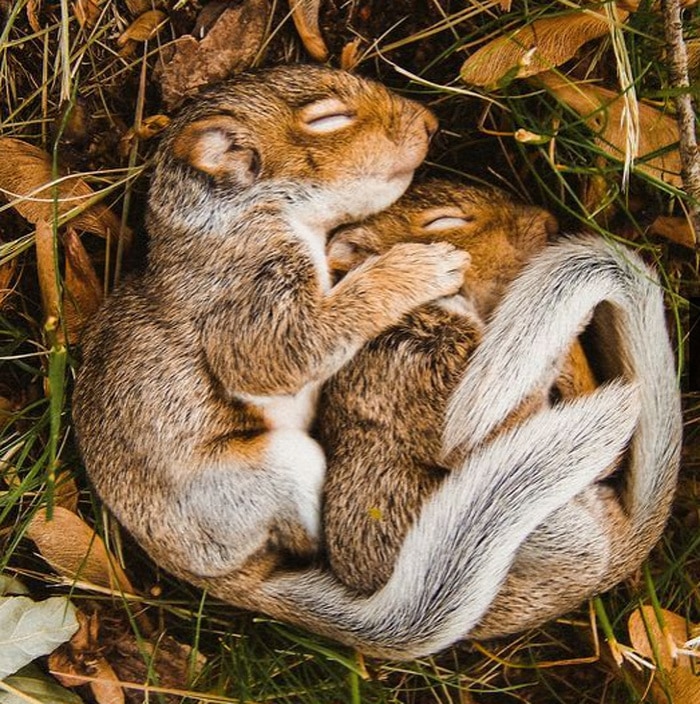 14 animais que dormem tão profundamente que gostaríamos de nos unir a eles 5
