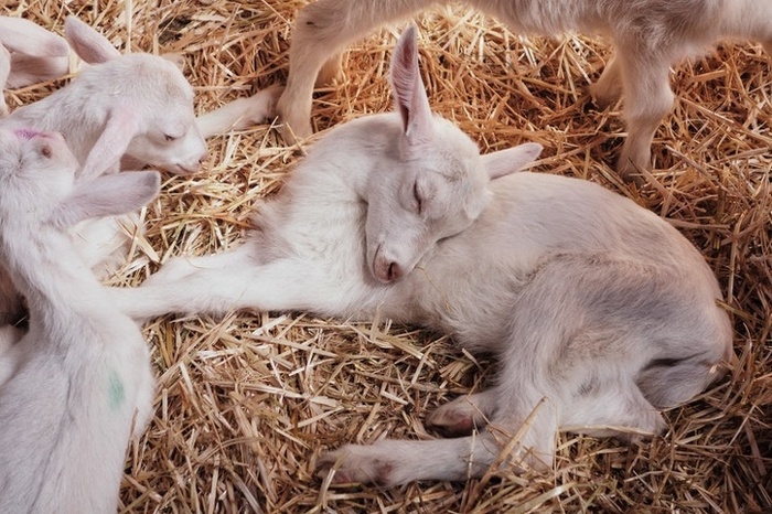 14 animais que dormem tão profundamente que gostaríamos de nos unir a eles 8
