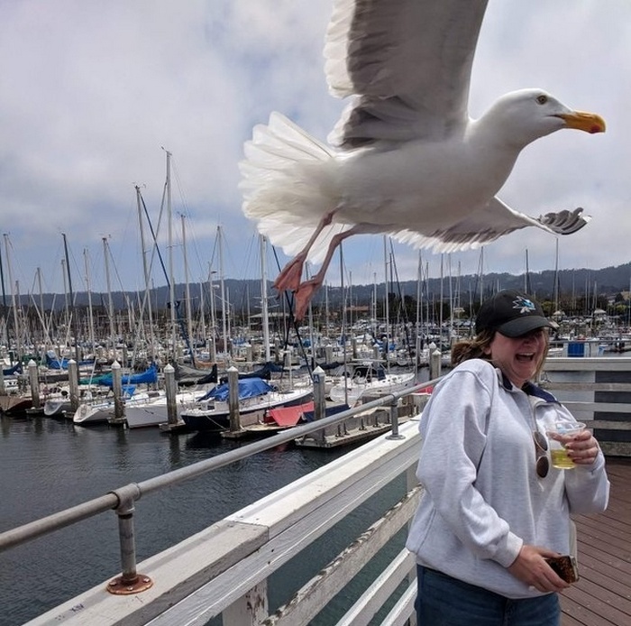 Meu namorado foi tirar uma foto minha, no mesmo momento que a gaivota voou