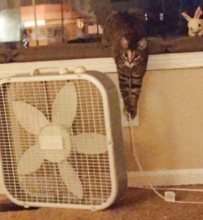 22 fotos provando que os gatos são os verdadeiros donos da casa 17