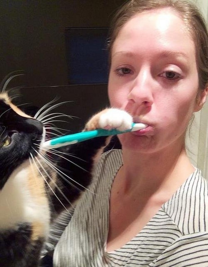 22 fotos provando que os gatos são os verdadeiros donos da casa 18
