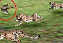 5 animais mais rápidos do planeta 8