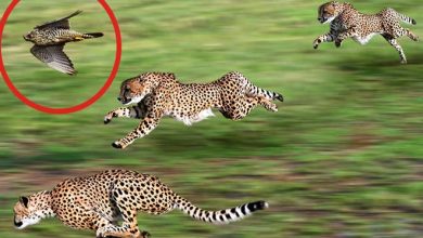 5 animais mais rápidos do planeta 3