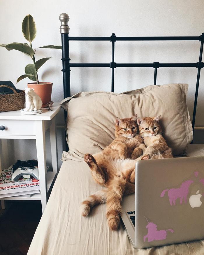 29 gatos engraçados e fofos que conquistaram a internet 7
