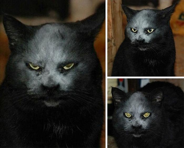27 provas de que os gatos são demônios 9