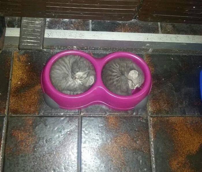 20 gatos desajeitados que adormeceram em maneiras loucas 4