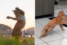 36 das mais divertidas fotos de gatos dançando 35